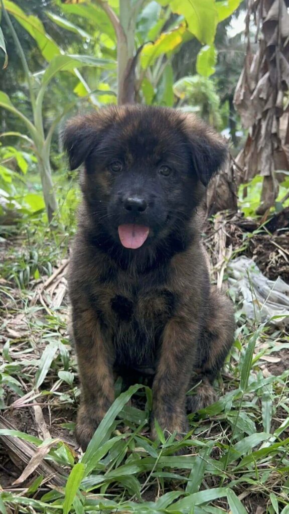 Cachorro de rua gentil leva presentes todos os dias para homem que lhe alimenta