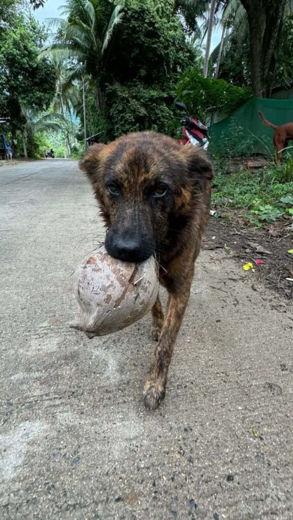 Cachorro de rua gentil leva presentes todos os dias para homem que lhe alimenta