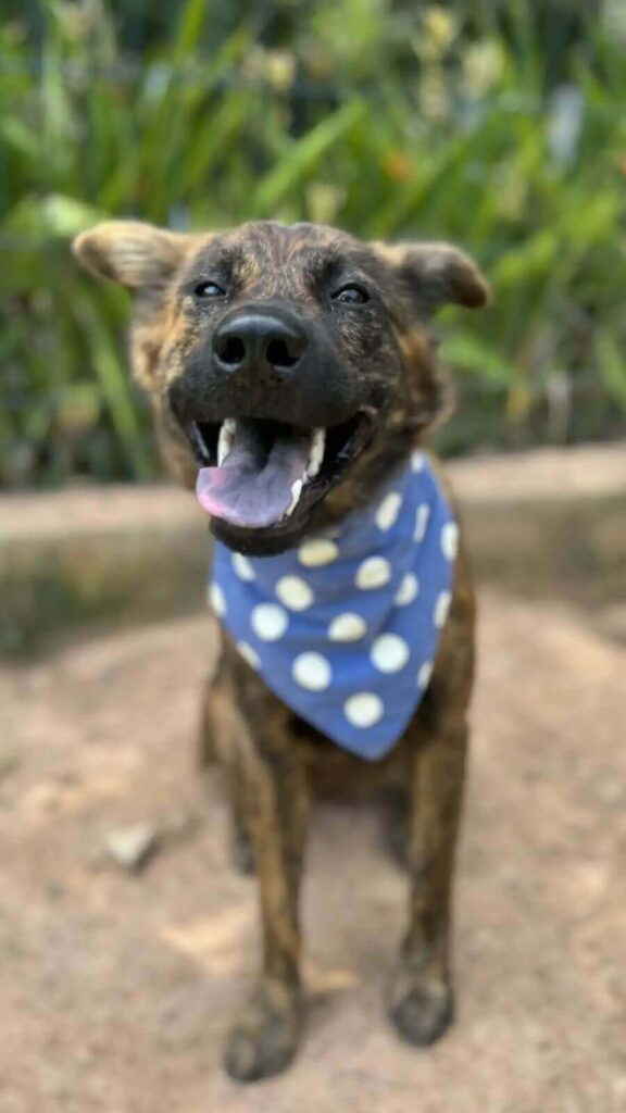 Cachorro de rua gentil leva presentes todos os dias para homem que lhe alimenta