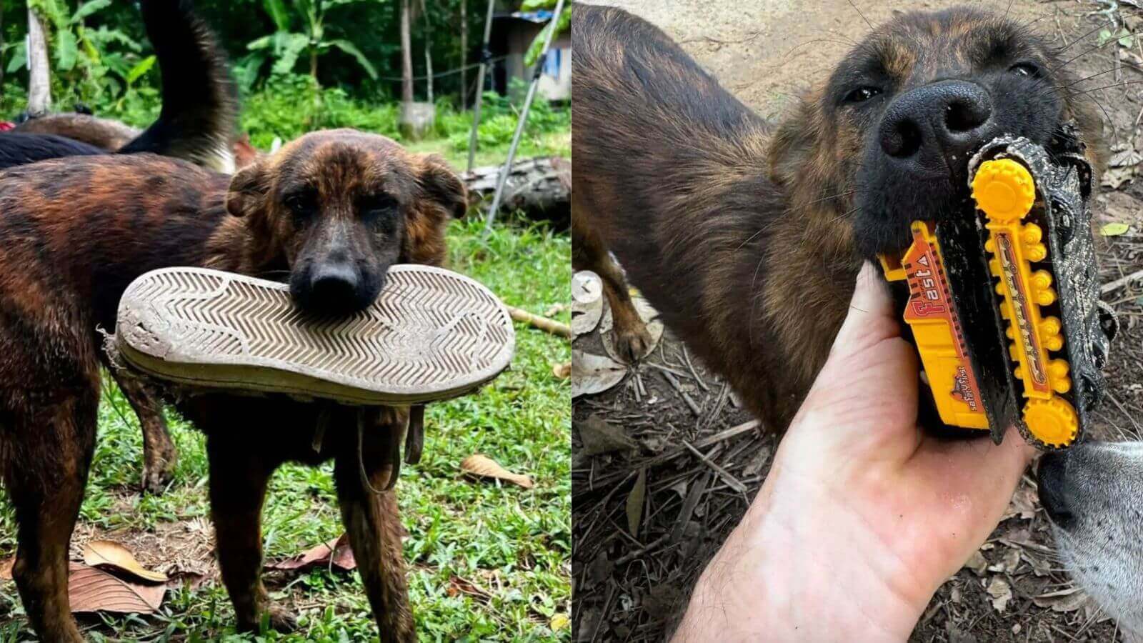 Cachorro de rua gentil leva presentes todos os dias para homem que lhe alimenta