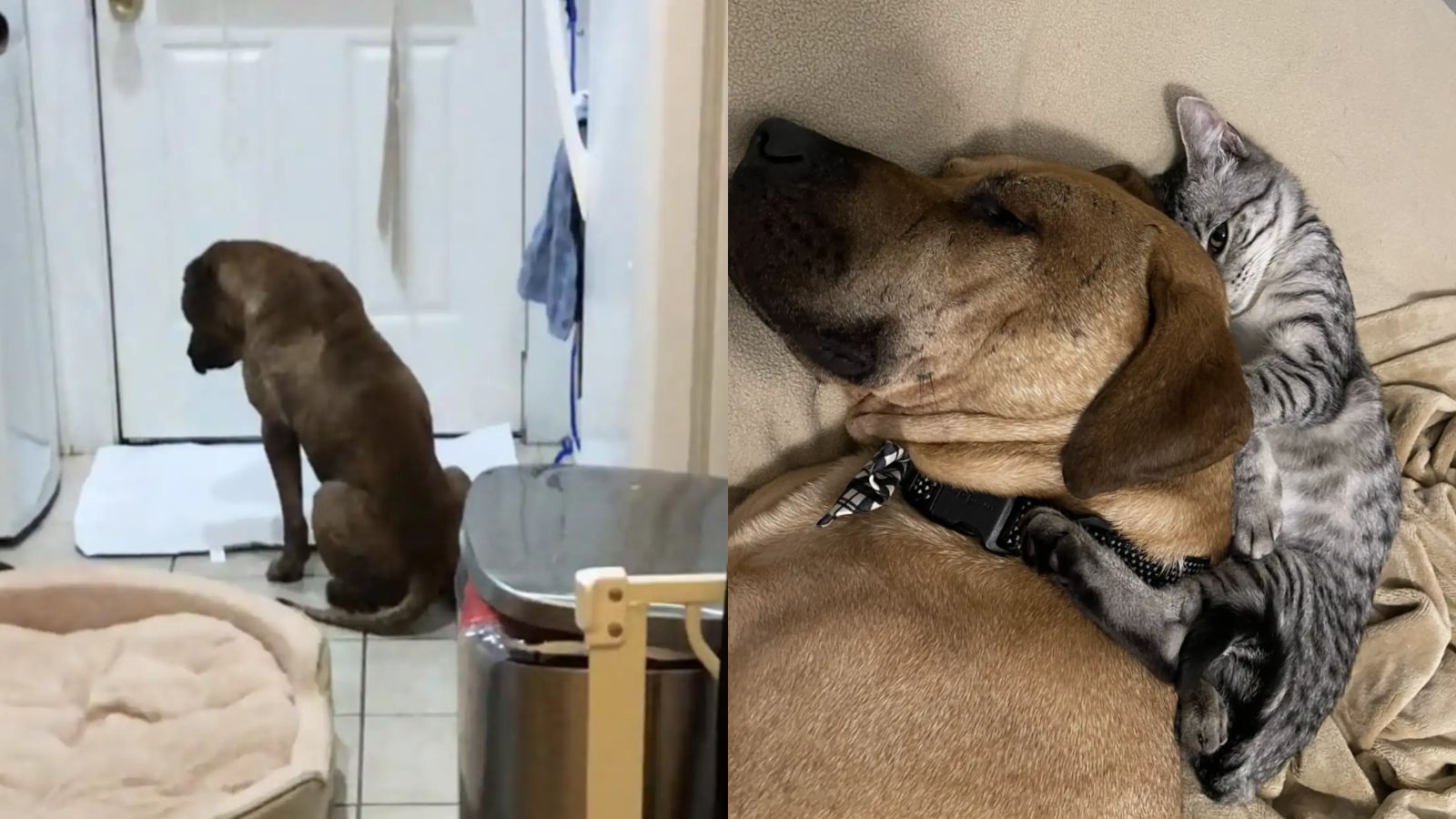 Cachorro resgatado de maus-tratos tinha medo de sair de casa, até conhecer um pequeno amigo