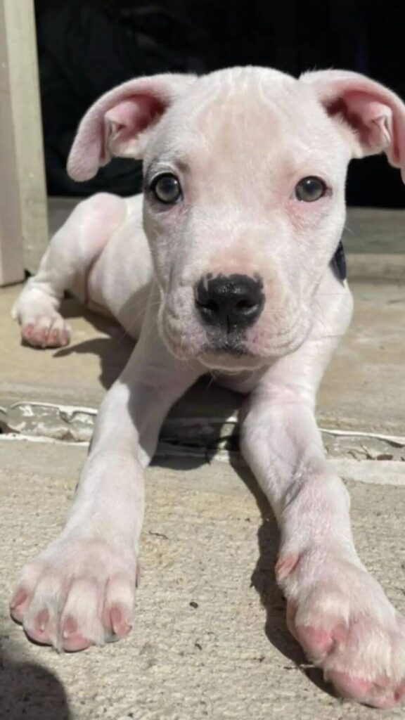 FIlhote de cachorro abandonado