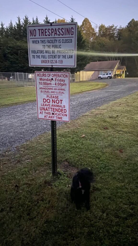 Cachorro abandonado amarrado a placa