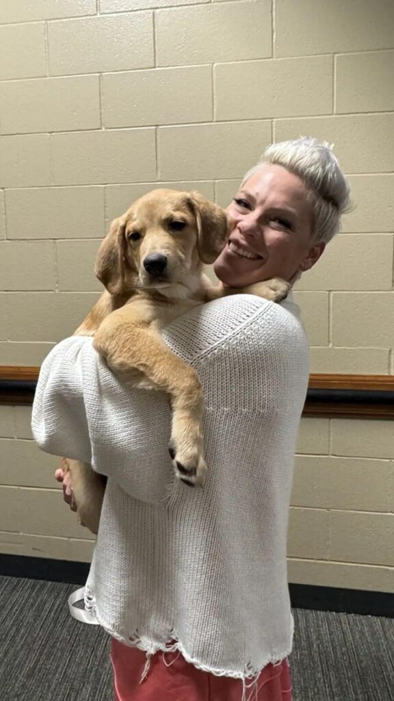 Filhote de cachorro resgatado da floresta está em turnê com Pink