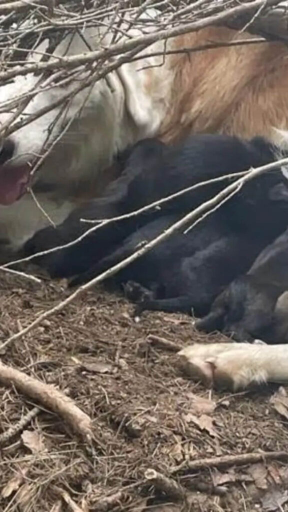 Filhote de cachorro resgatado da floresta está em turnê com Pink