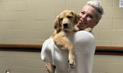 Filhote de cachorro resgatado da floresta está em turnê com Pink