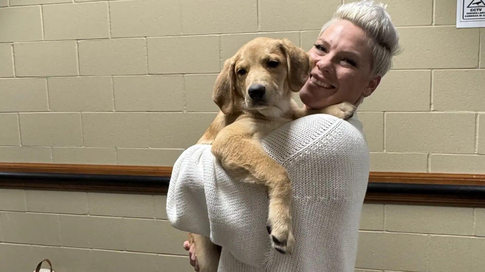 Filhote de cachorro resgatado da floresta está em turnê com Pink