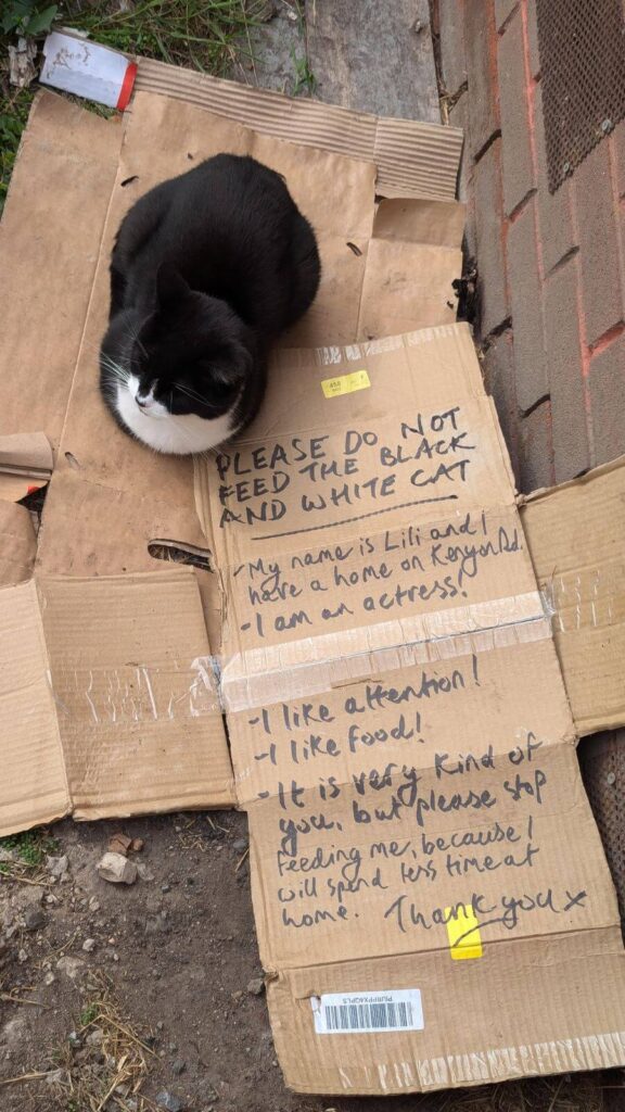 Homem avista um gato perdido na rua e se surpreende com recado do seu lado