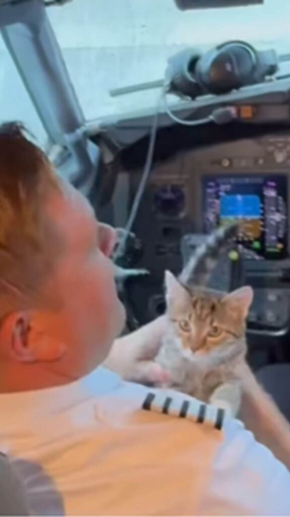 Piloto de avião afota gato abandonado no avião