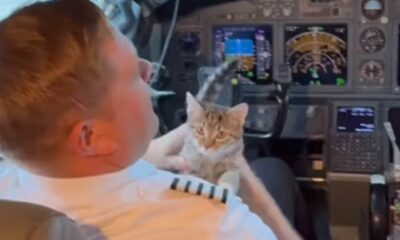 Piloto de avião afota gato abandonado no avião