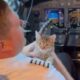 Piloto de avião afota gato abandonado no avião