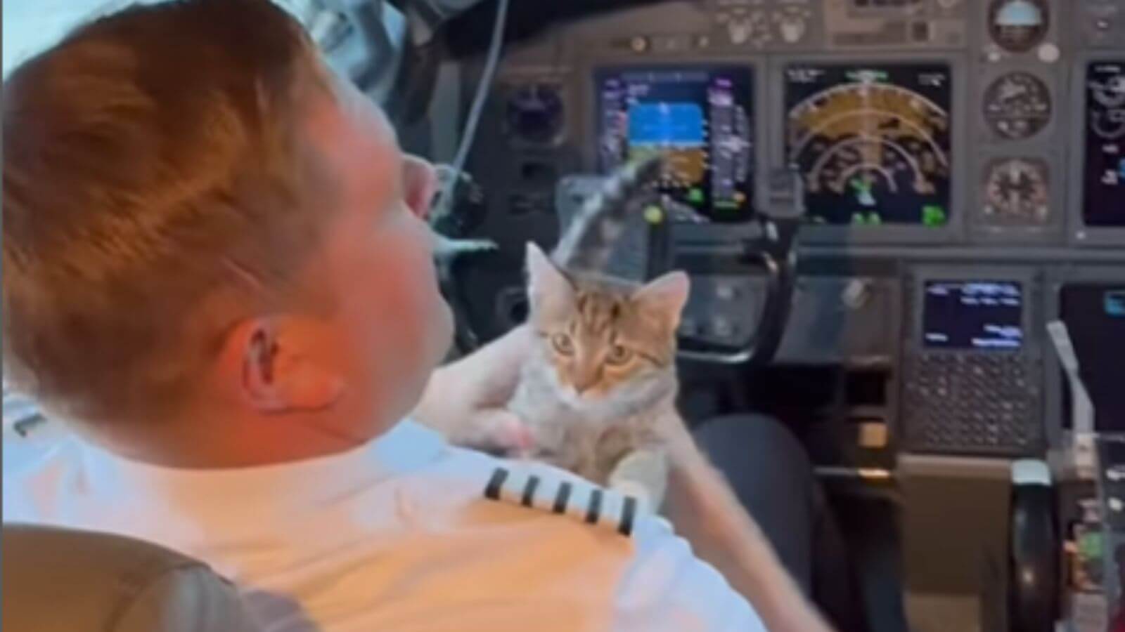 Piloto de avião afota gato abandonado no avião