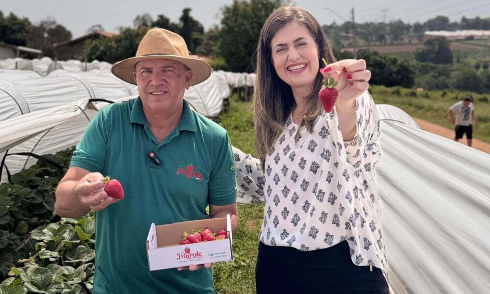 Sítio Fragole inova com plantio suspenso e aposta em turismo rural em Jundiaí