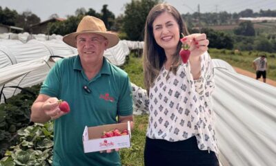 Sítio Fragole inova com plantio suspenso e aposta em turismo rural em Jundiaí