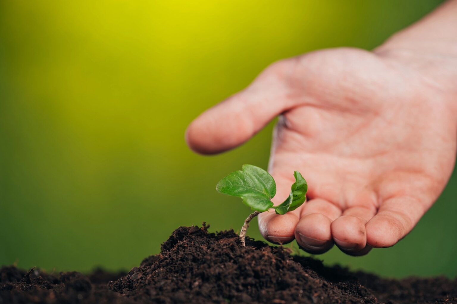 Mão cuidando de uma muda crescendo na terra, simbolizando saúde mental, crescimento pessoal e conexão com a natureza.